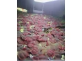 phyllanthus-fluitans-small-0