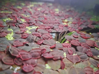 phyllanthus-fluitans