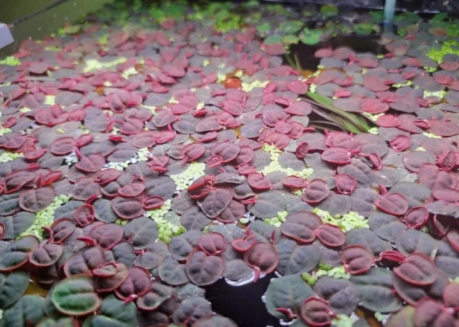 phyllanthus-fluitans-big-1