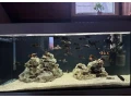 tropheus-bemga-jazero-tanganika-small-1