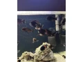tropheus-bemga-jazero-tanganika-small-0