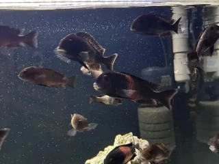 tropheus-bemga-jazero-tanganika