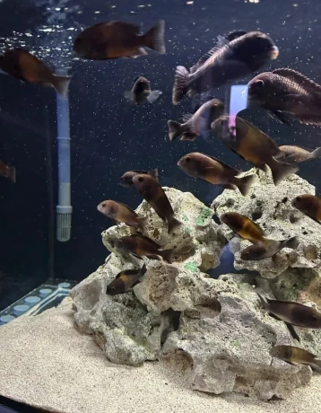 tropheus-bemga-jazero-tanganika-big-2