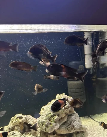 tropheus-bemga-jazero-tanganika-big-0