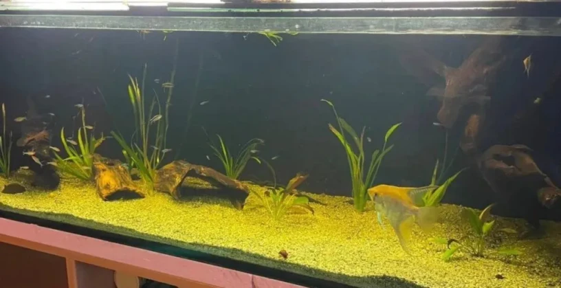 ponukam-aqarium-700l-big-1