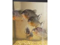 pirane-small-4