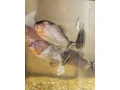 pirane-small-3