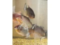 pirane-small-2