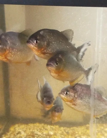 pirane-big-4