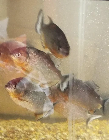 pirane-big-2