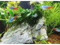 tetra-neonova-small-0