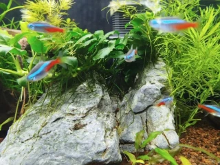 tetra-neonova