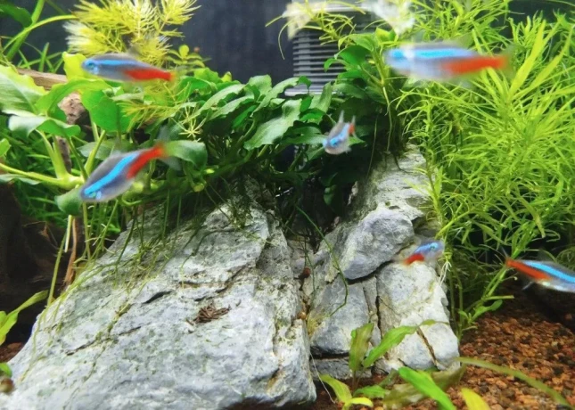 tetra-neonova-big-0