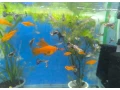 gupka-mix-samci-small-0