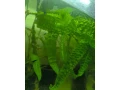 cryptocorina-aponogetifolia-small-1