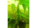cryptocorina-aponogetifolia-small-0
