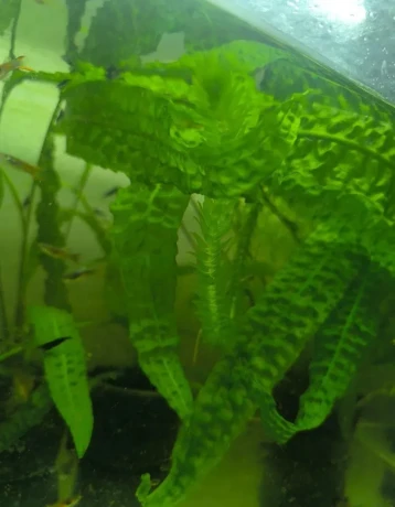 cryptocorina-aponogetifolia-big-1