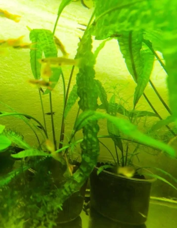 cryptocorina-aponogetifolia-big-0