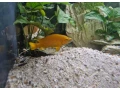 predam-neolamprogus-leleupi-small-1