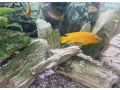 predam-neolamprogus-leleupi-small-2