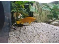 predam-neolamprogus-leleupi-small-3