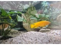 predam-neolamprogus-leleupi-small-0