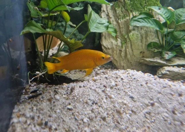 predam-neolamprogus-leleupi-big-1