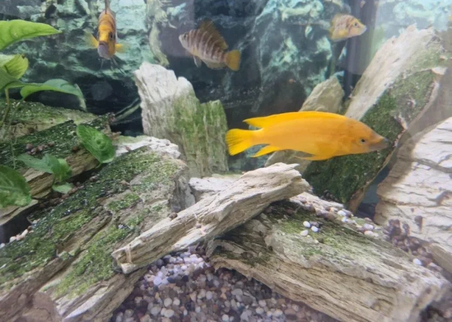 predam-neolamprogus-leleupi-big-2