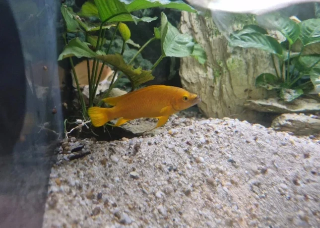 predam-neolamprogus-leleupi-big-3
