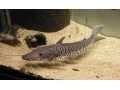 pseudoplatystoma-fasciatum-small-0