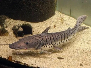 pseudoplatystoma-fasciatum