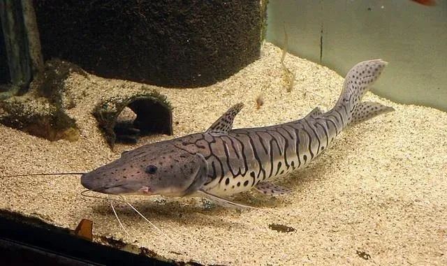 pseudoplatystoma-fasciatum-big-0