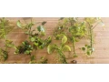 anubias-mach-small-1