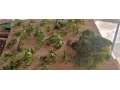 anubias-mach-small-0