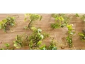 anubias-mach-small-2