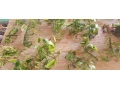 anubias-mach-small-3