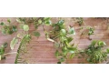 anubias-mach-small-4