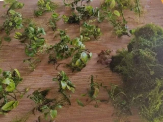 anubias-mach