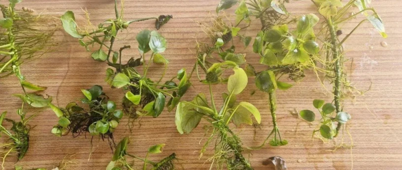 anubias-mach-big-1