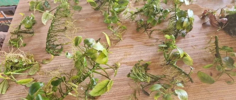 anubias-mach-big-3