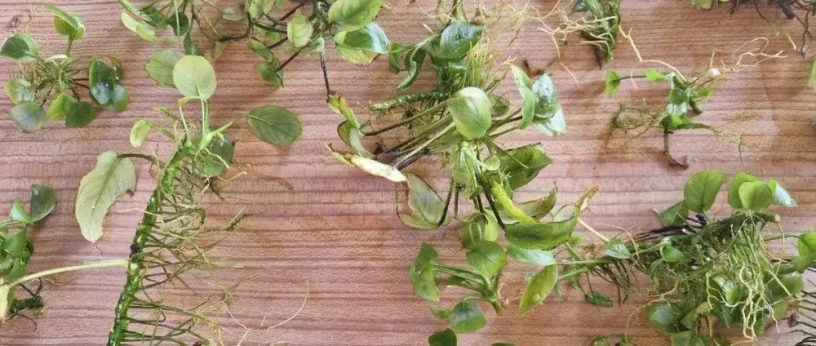 anubias-mach-big-4