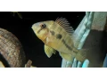 gymnogeophagus-balzanii-small-0