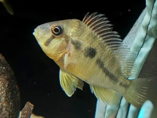 gymnogeophagus-balzanii