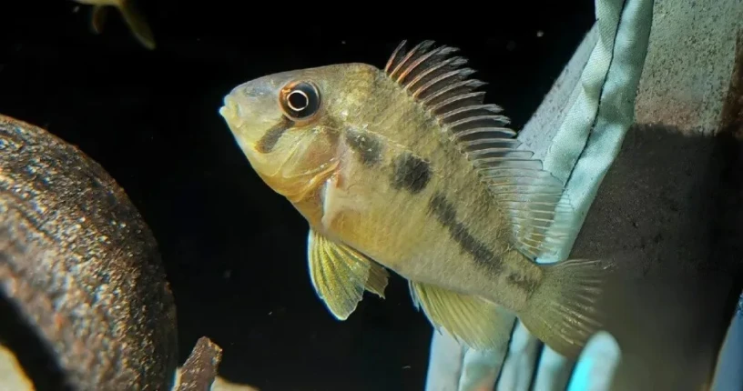 gymnogeophagus-balzanii-big-0