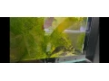 coridoras-samce-lf-a-samica-kratka-plutva-small-0