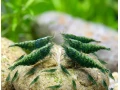 krevetky-neocaridina-shrimp-green-jade-small-0