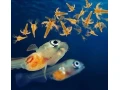 artemia-small-0