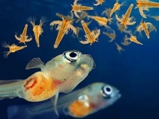artemia