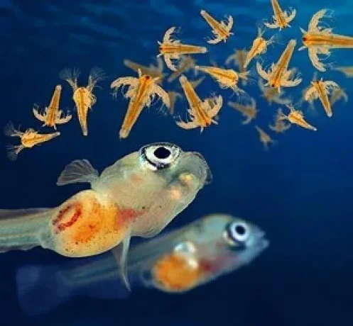 artemia-big-0