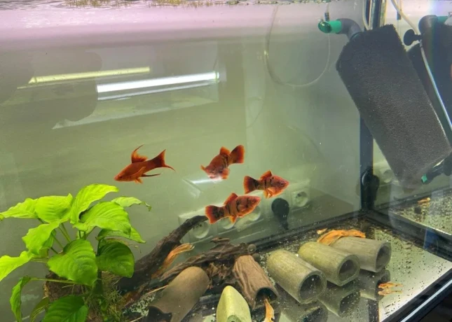 xiphophorus-red-ruby-lyra-a-marble-31-big-0